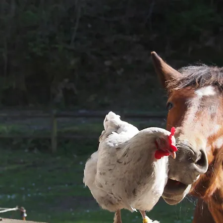 فندق مبيت وإفطار D'hotes De L'ile