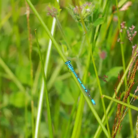 D'hotes De L'ile فندق مبيت وإفطار