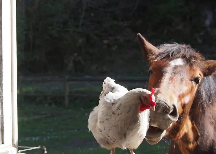 Bed and Breakfast D'hotes De L'ile
