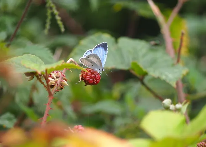 D'hotes De L'ile Bed and Breakfast Le Neufbourg