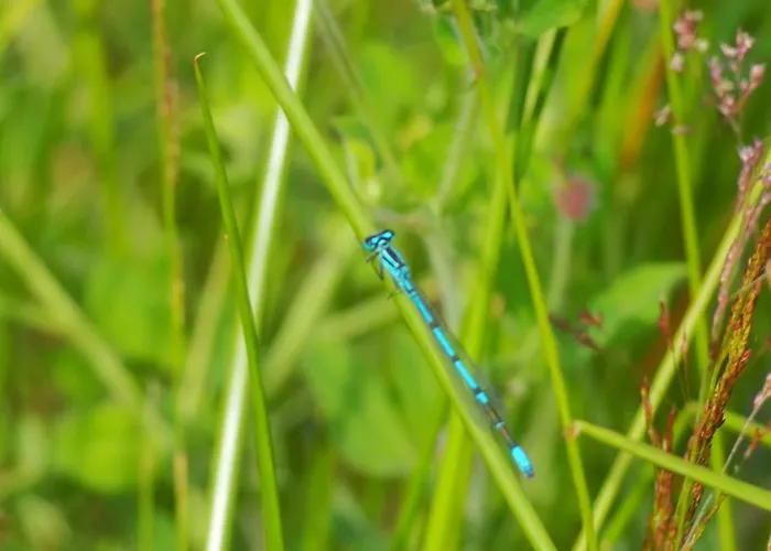 D'hotes De L'ile Bed and Breakfast