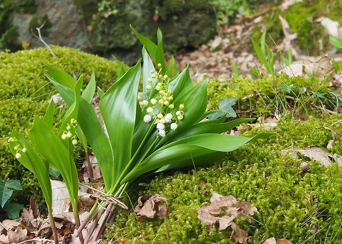 D'hotes De L'ile 3* Le Neufbourg