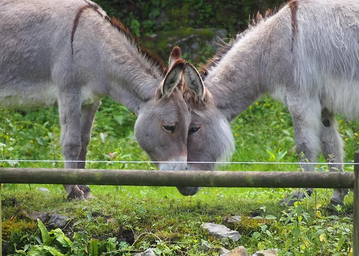 Bed and Breakfast D'hotes De L'ile